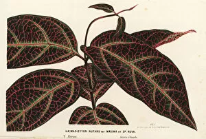 Nova Collection: Ayahuasca or yaje, Prestonia quinquangularis