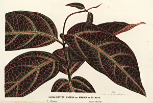 Drug Prints: Ayahuasca or yaje, Prestonia quinquangularis