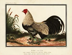 Brooks Collection: Ayam jallak, Malay game cock