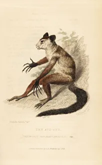 Landseer Collection: Aye-aye, Daubentonia madagascariensis