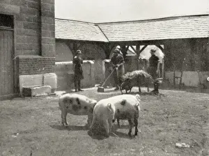 Tending Prints: Aylesbury Borstal Inmates - Farm Work