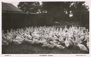 Domesticated Prints: Aylesbury, Buckinghamshire - Ducks