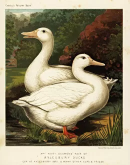 Brooks Collection: Aylesbury ducks
