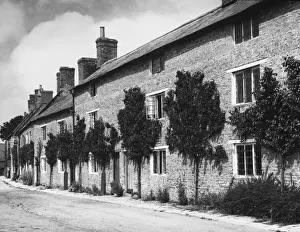 Grow Prints: Aynho / Apricot Village