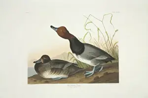 Aythya Prints: Aythya americana, redhead