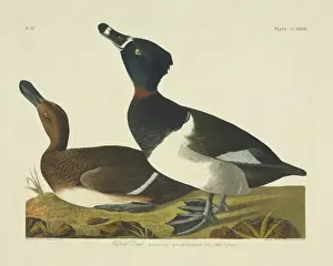 Necked Prints: Aythya collaris, ring-necked duck