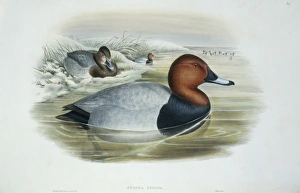 Anatidae Gallery: Aythya ferina, common pochard