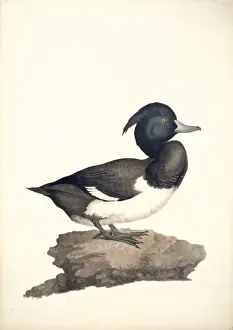 Aythya fuligula, tufted duck