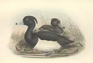 Anatidae Gallery: Aythya fuligula, tufted duck