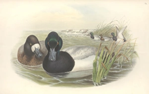 Anatidae Gallery: Aythya marila, greater scaup