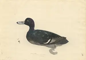 Anseriformes Prints: Aythya novaeseelandiae, New Zealand scaup