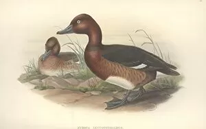 Anatidae Gallery: Aythya nyroca, ferruginous duck