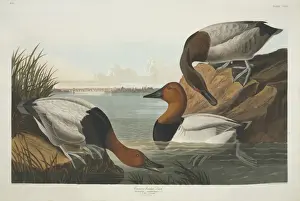 Aythya Prints: Aythya valisineria, canvasback