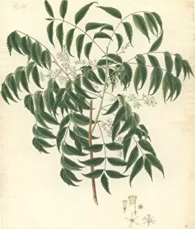 Sapindales Collection: Azadirachta indica, neem