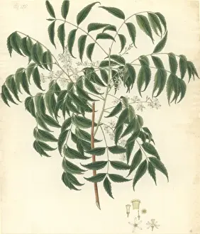 Sapindales Prints: Azadirachta indica, neem