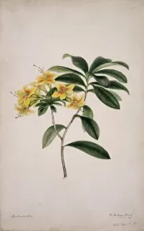 Ericales Collection: Azalae pontica, yellow azalea