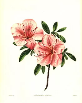 Azalea Gallery: Azalea or brick-coloured Indian rhododendron