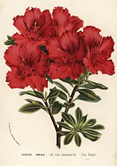 Azalea Gallery: Azalea cultivar, Charles van Eeckhaute, Rhododendron indicum