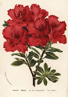 Azalea Gallery: Azalea cultivar, Charles van Eeckhaute, Rhododendron indicum
