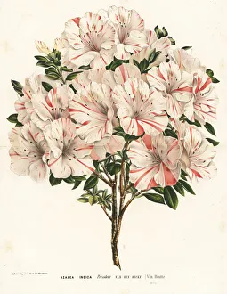 Azalea Gallery: Azalea cultivar, President van den Hecke