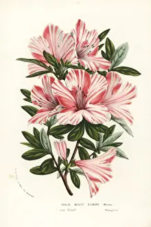 Azalea Prints: Azalea hybrid, Beaute d Europe, Rhododendron indicum