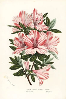 Beaute Collection: Azalea hybrid, Beaute d Europe, Rhododendron indicum