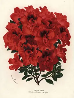 Indica Prints: Azalea hybrid, Charles Leirens, Rhododendron indicum