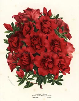 Azalea Gallery: Azalea hybrid, Madame Iris le Febvre, Rhododendron indicum