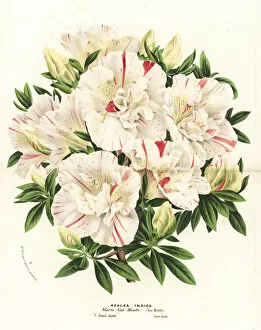Azalea Gallery: Azalea hybrid, Marie Van Houtte, Rhododendron indicum