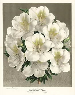 Azalea Gallery: Azalea hybrid, Rhododendron indicum
