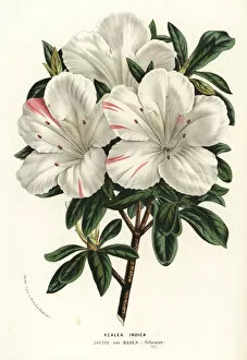 Azalea indica, Louise von Baden variety, Rhodonendron
