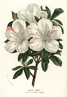 Azalea Gallery: Azalea indica, Louise von Baden variety, Rhodonendron