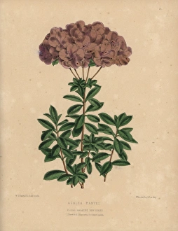 Azalea Gallery: Azalea marvel, small-flowered semi-double variety