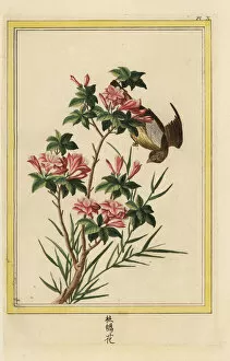 Azalea Gallery: Azalea, Rhododendron indica