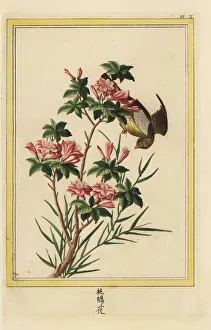 Azalea Gallery: Azalea, Rhododendron indica