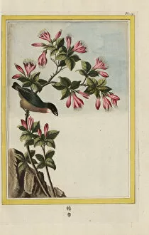 Azalea Gallery: Azalea, Rhododendron indicum