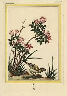 Enluminee Gallery: Azalea, Rhododendron species
