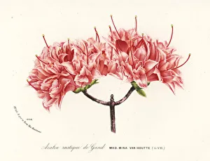 Serres Gallery: Azalea rustique de Gand, Rhododendron indicum
