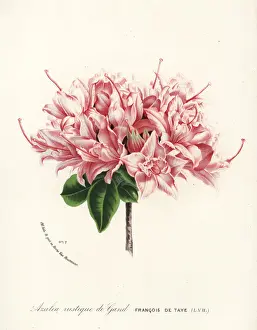 Azalea rustique de Gand, Rhododendron indicum