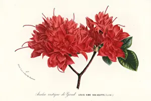 Azalea rustique de Gand, Rhododendron indicum