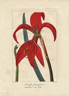 Stipple Gallery: Aztec lily, Sprekelia formosissima