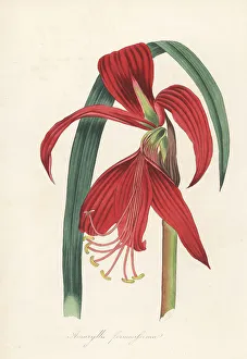 Volume 1 Prints: Aztec lily, Sprekelia formosissima