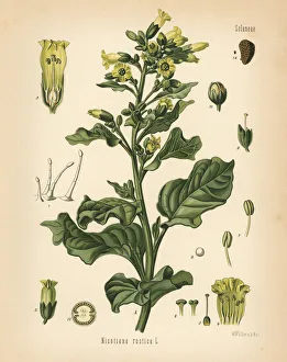 Nicotiana Gallery: Aztec tobacco or mapacho, Nicotiana rustica