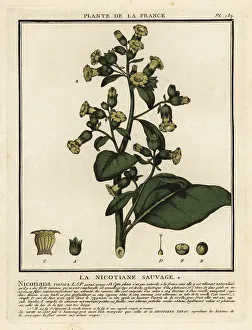 Aztec tobacco, Nicotiana rustica