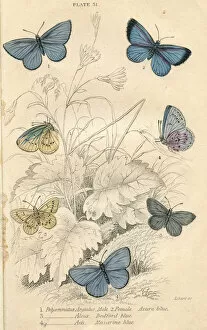 Anatomical Collection: Azure Blue Butterflies