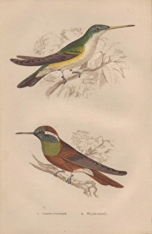 Amazilia Gallery: Azure-crowned, Amazilia cyanocephala, and white-eared