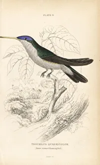 Trochilus Collection: Azure-crowned hummingbird, Amazilia cyanocephala