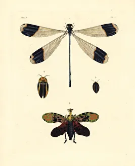 Dragonfly Collection: Azure hawker and exotic insects