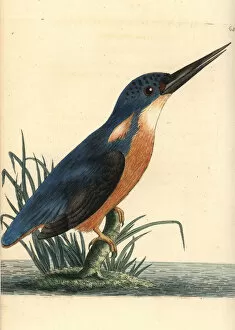 Alcedo Gallery: Azure kingfisher, Ceyx azureus