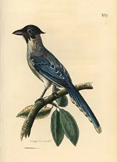 Crow Prints: Azure-winged magpie, Cyanopica cyanus